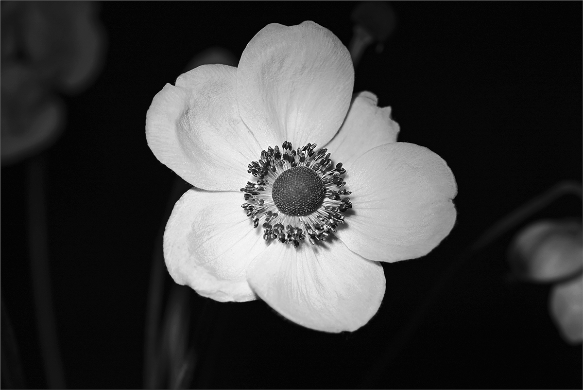 Yakubova Valentina Anemone Pictorial   Class A 20260121